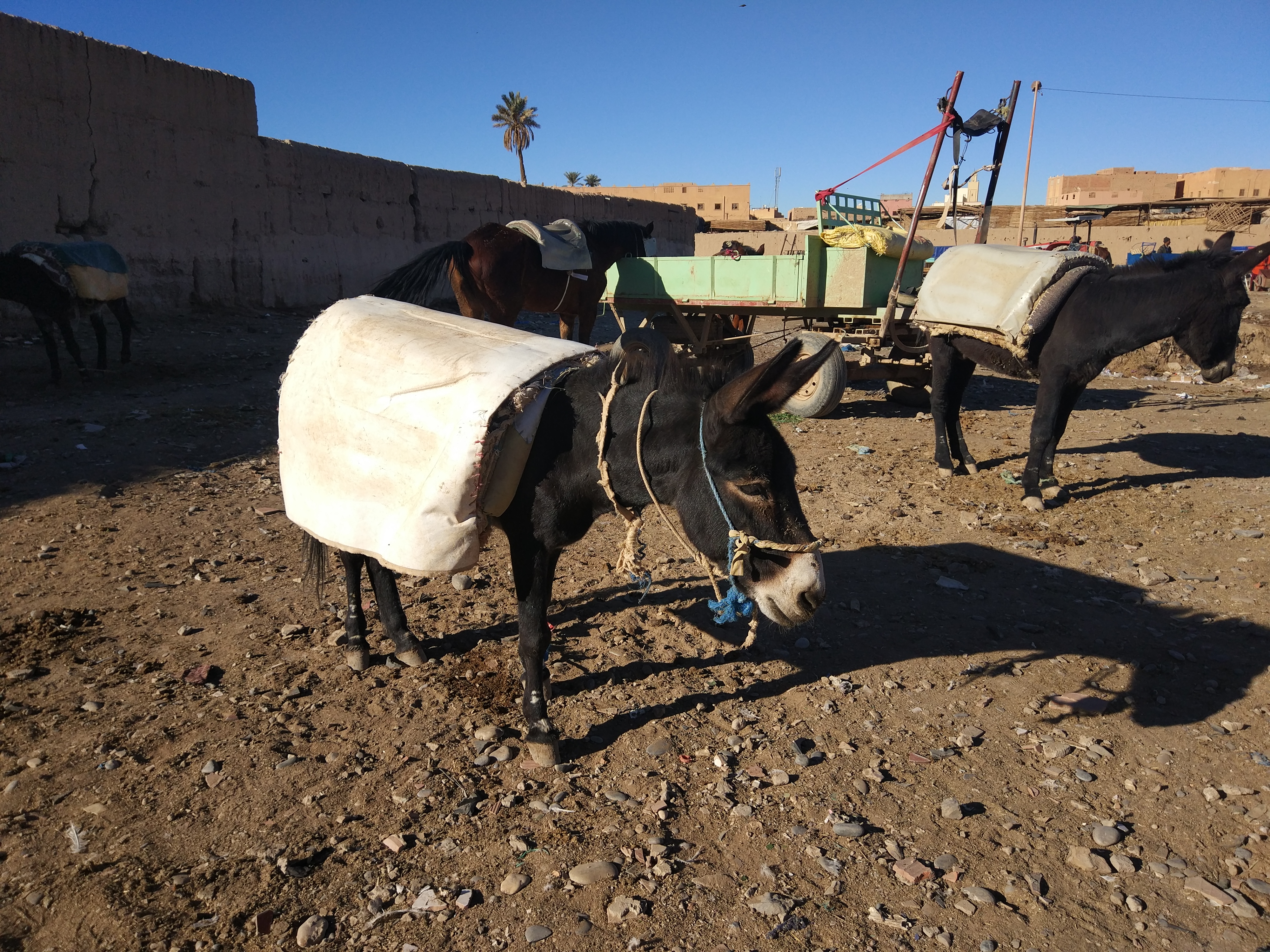 Giorno 3: Erg Chebbi - Rissani - Gole di Todra.