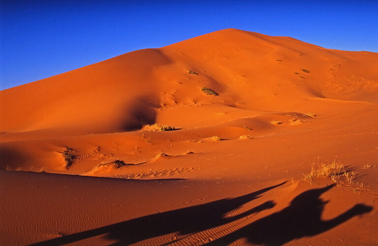 Temperature In The Sahara Desert